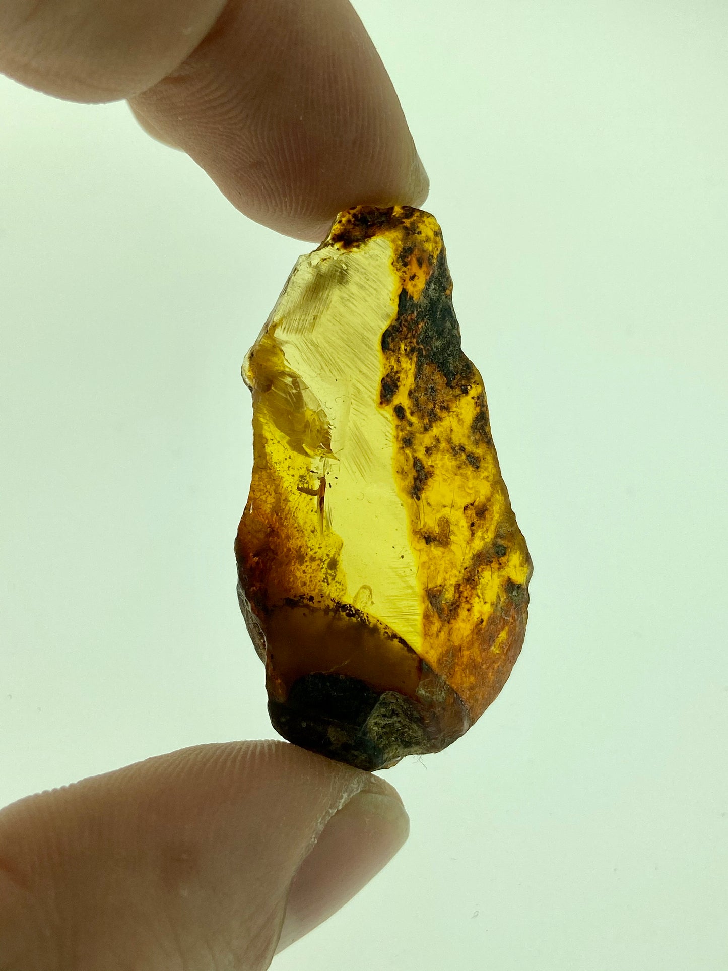 Ámbar Dominicano con Larva y Flor