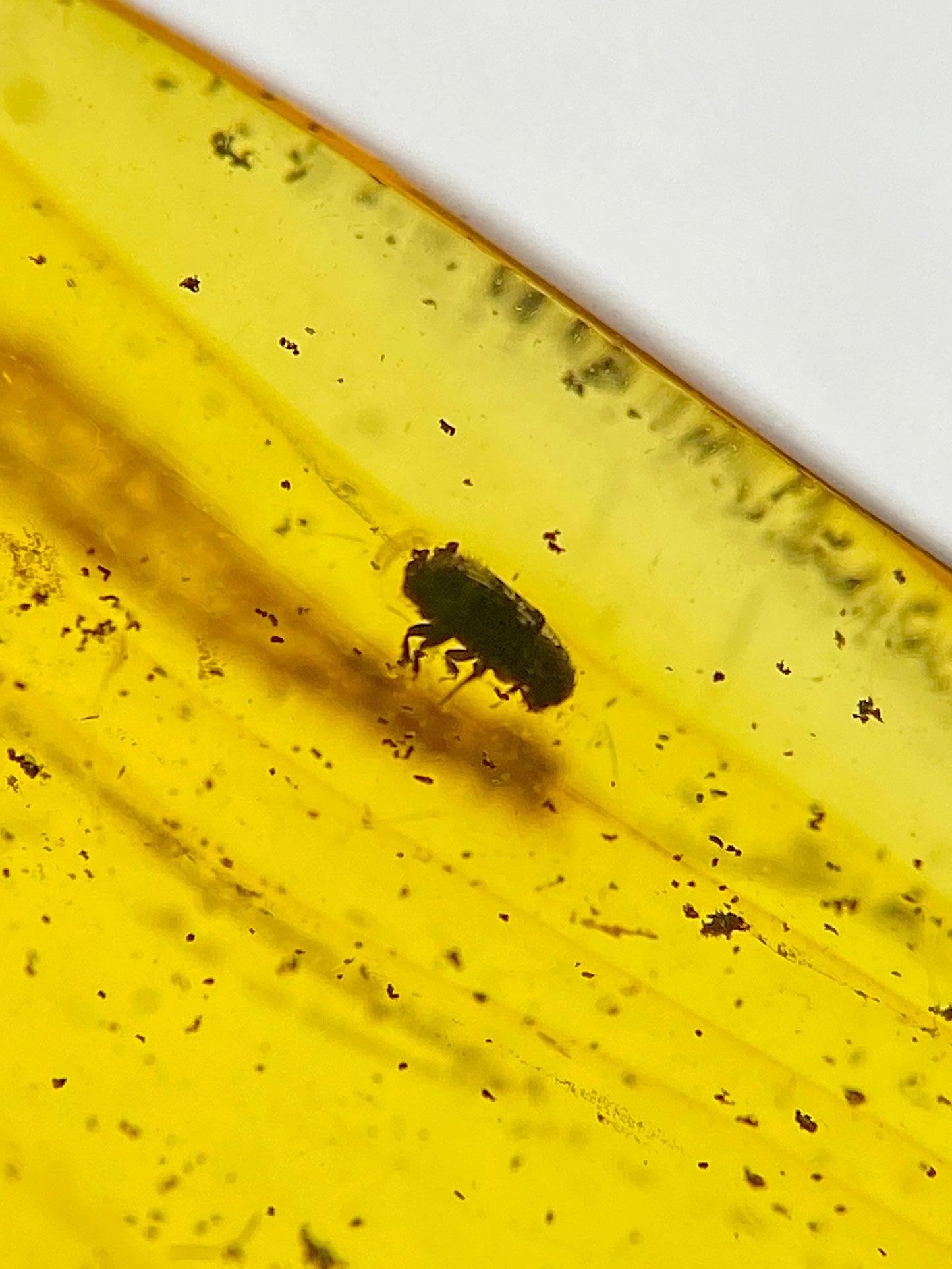 Ámbar Dominicano con Coleópteros