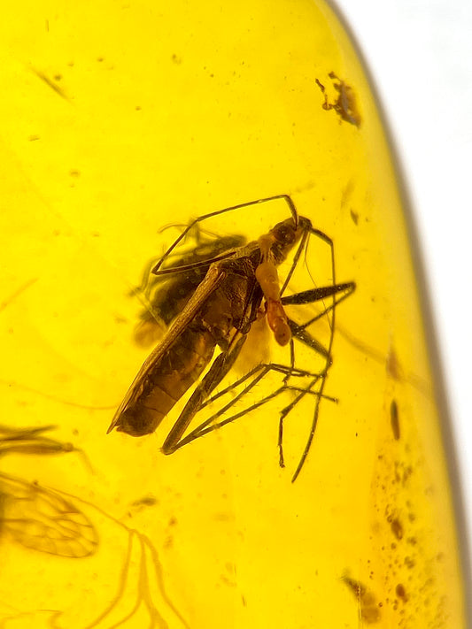 Ámbar Dominicano con Insectos