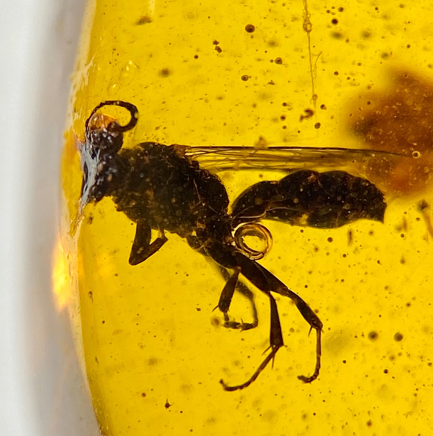 Ámbar Dominicano con Telaraña