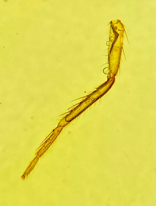 Ámbar Dominicano con Pata