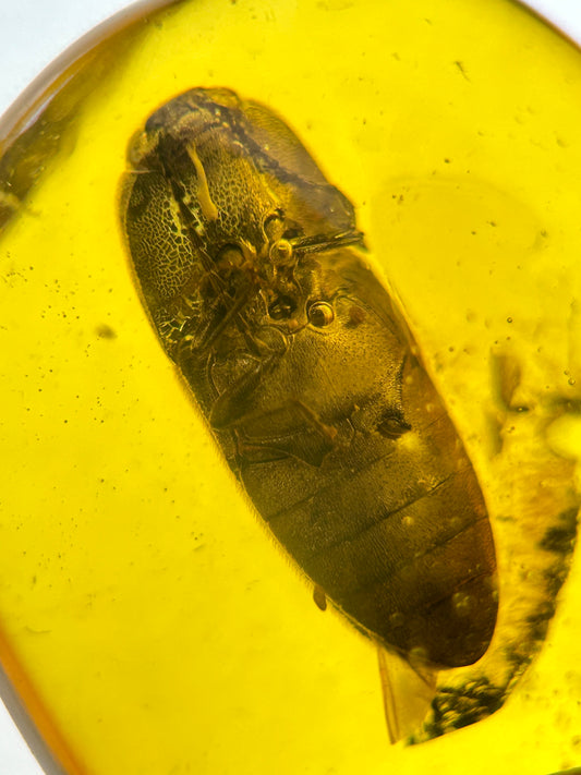 Ámbar Dominicano con Escarabajo