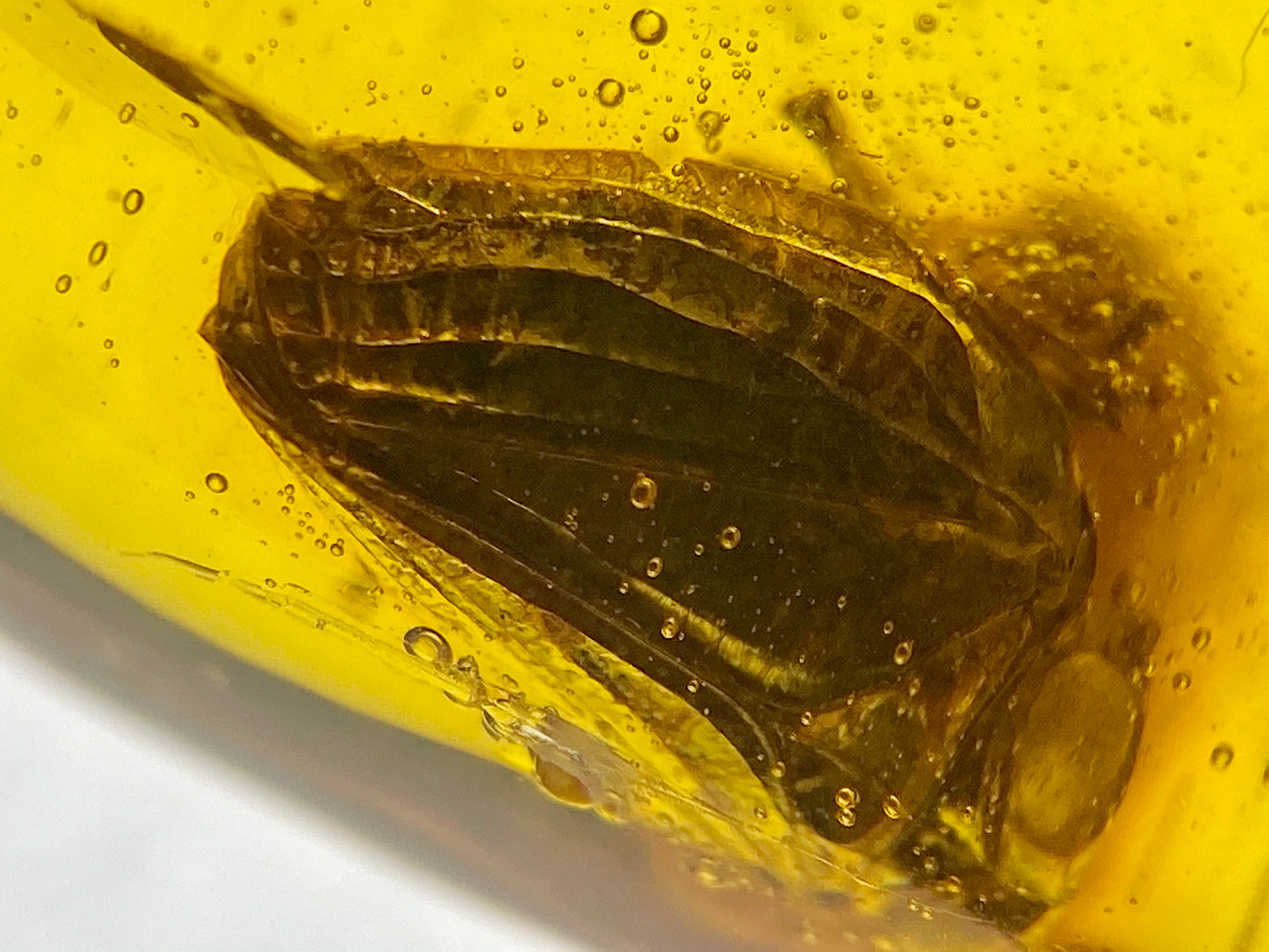 Ámbar Dominicano con Hemíptera