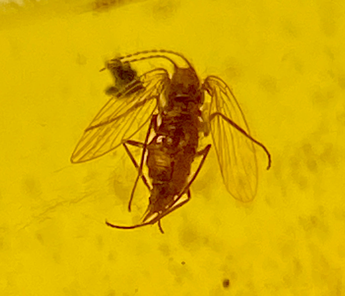 Ámbar Dominicano con Araña