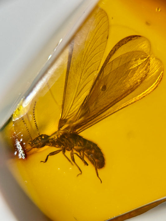 Ámbar Dominicano con Termita Alada