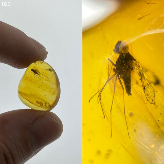 Ámbar Dominicano con Mosca