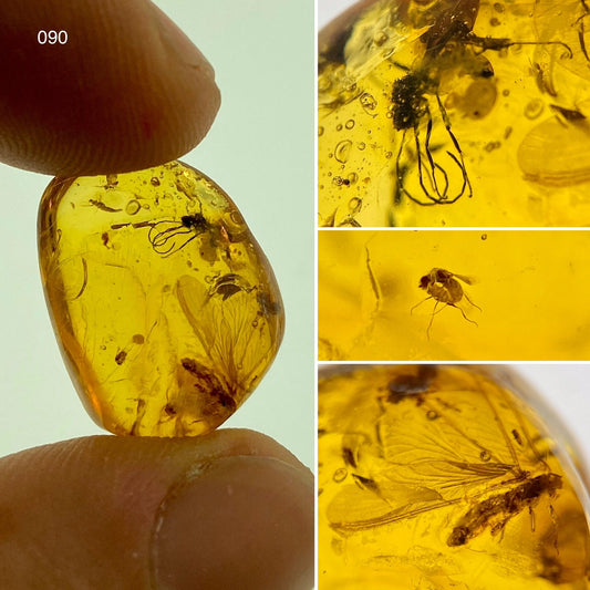Ámbar Dominicano con Dípteros