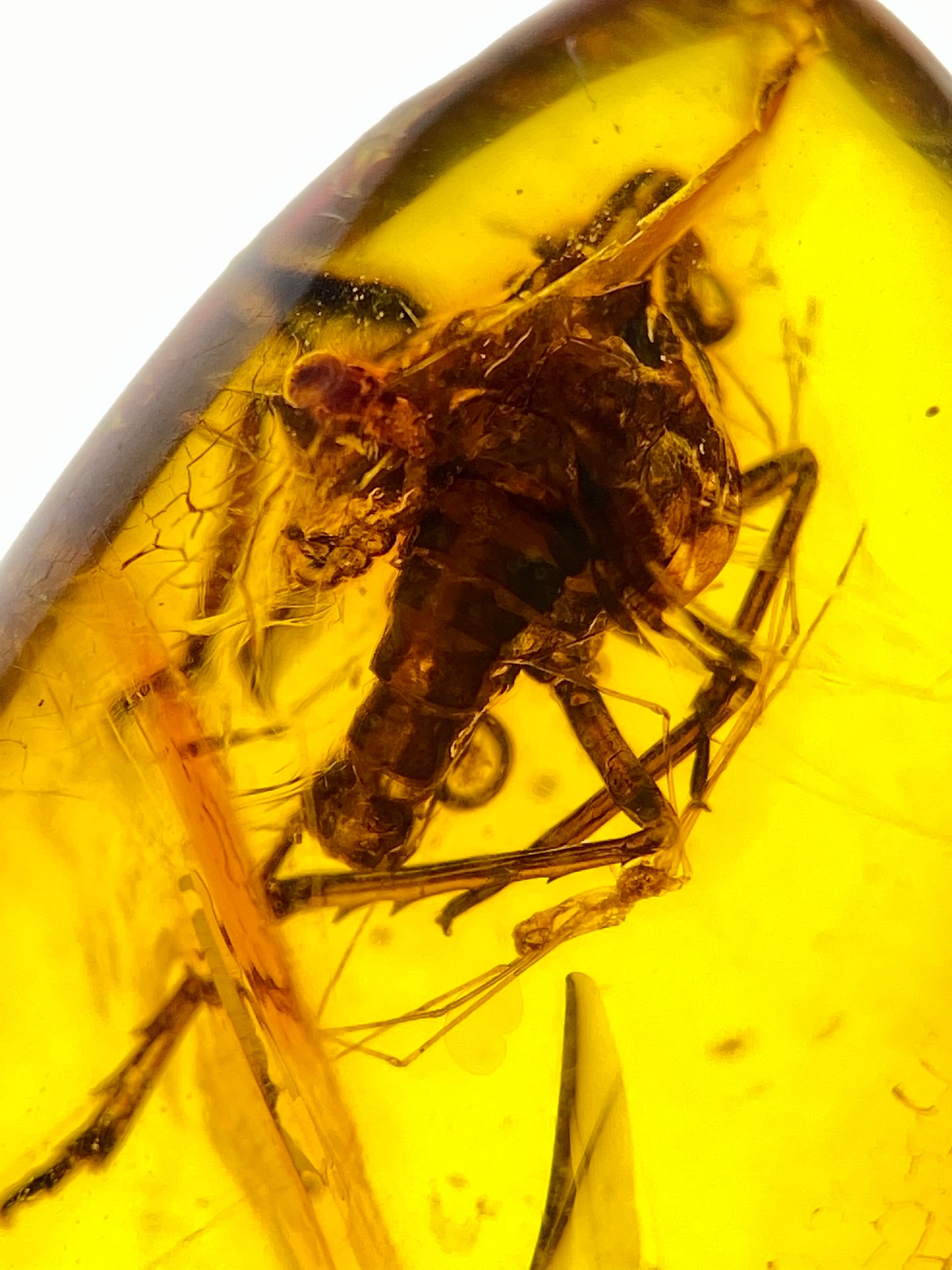 Ámbar Dominicano con Araña