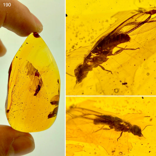 Ámbar Dominicano con Termita Alada