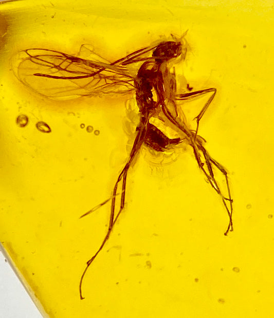 Ámbar Dominicano con Hormiga Alada