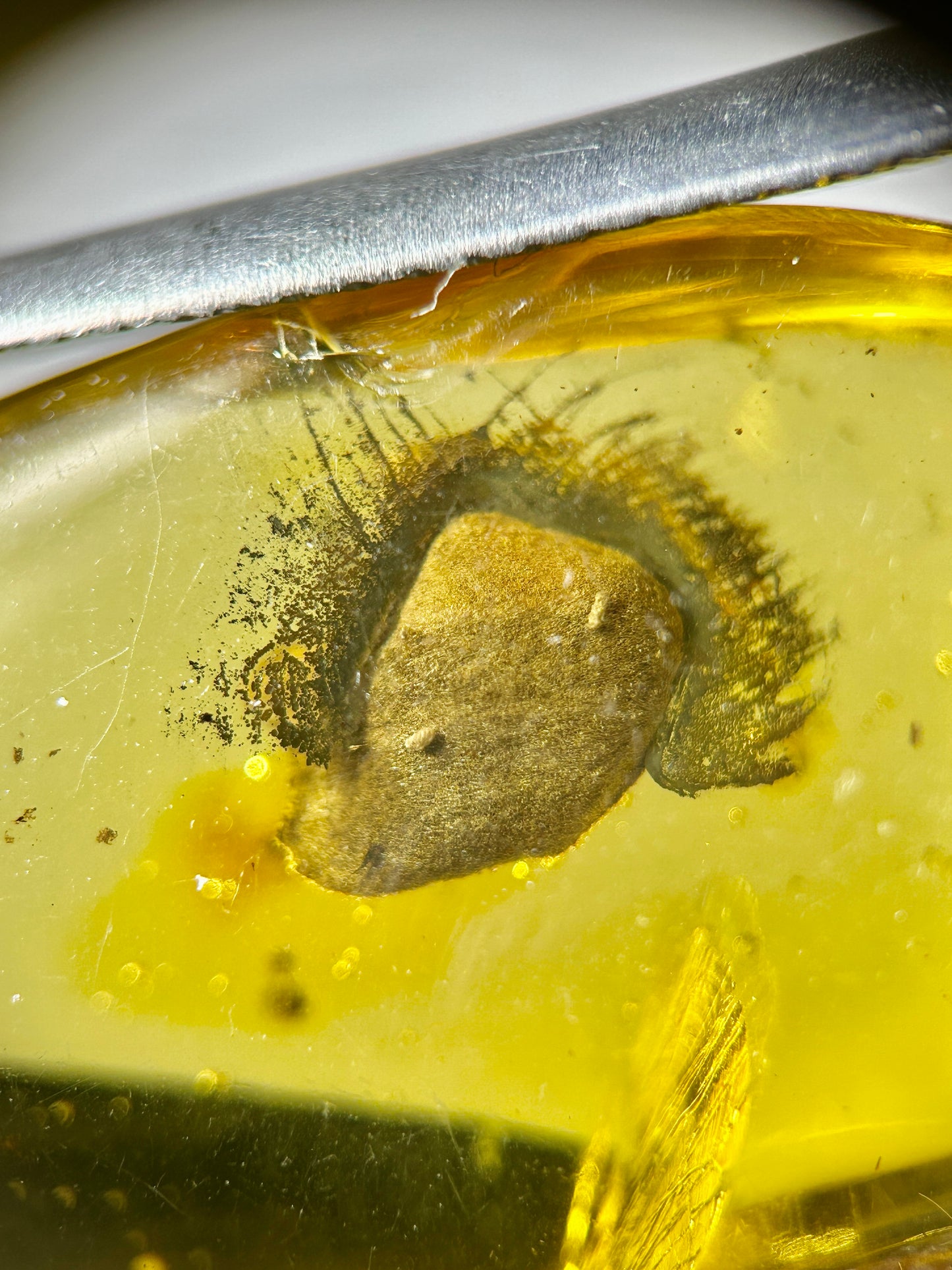 Ámbar Dominicano con Semilla