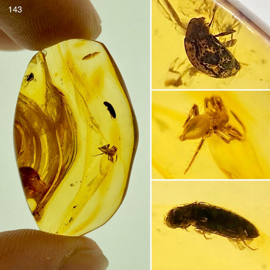 Ámbar Dominicano con Araña