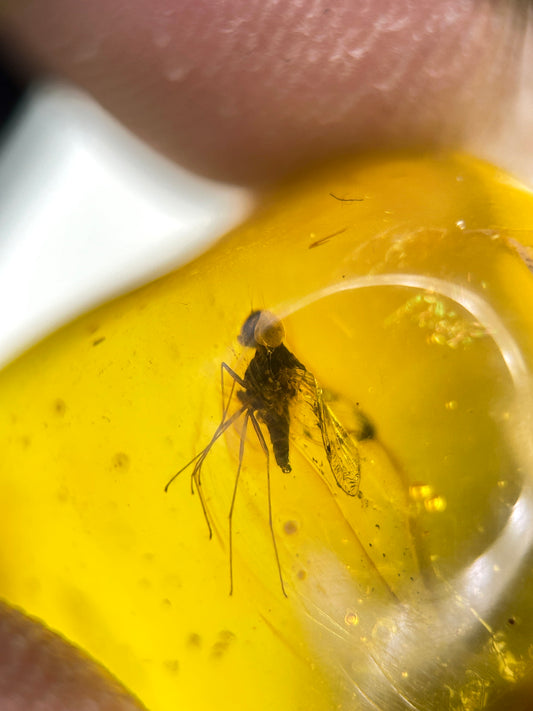 Ámbar Dominicano con Mosca