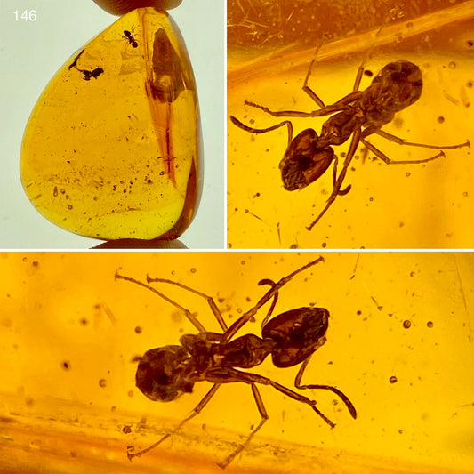 Ámbar Dominicano con Hormiga