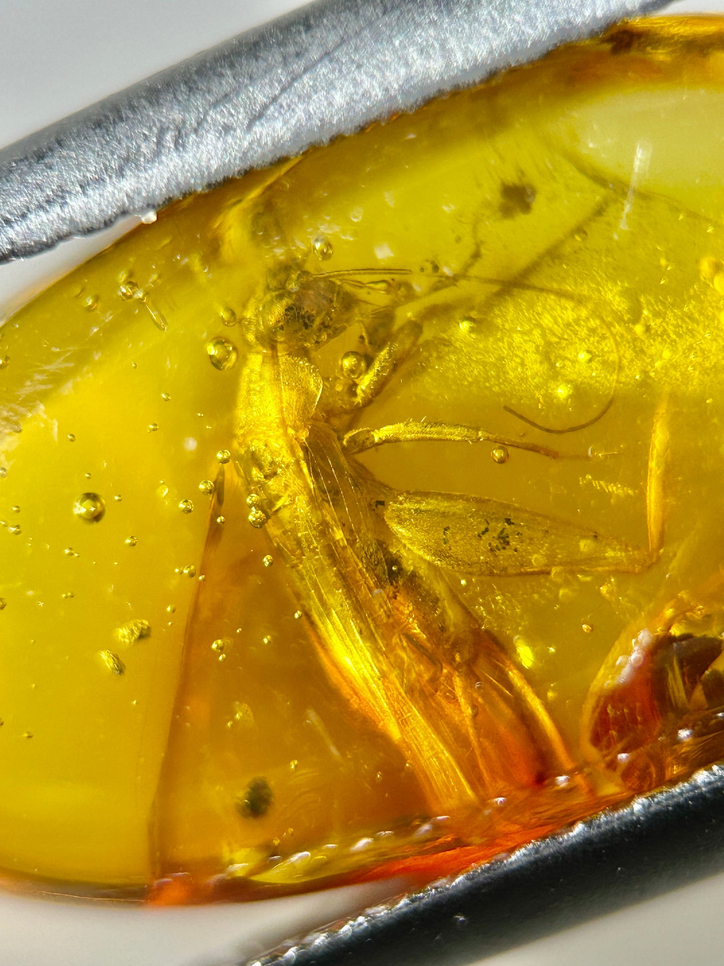 Ámbar Dominicano con Grillo