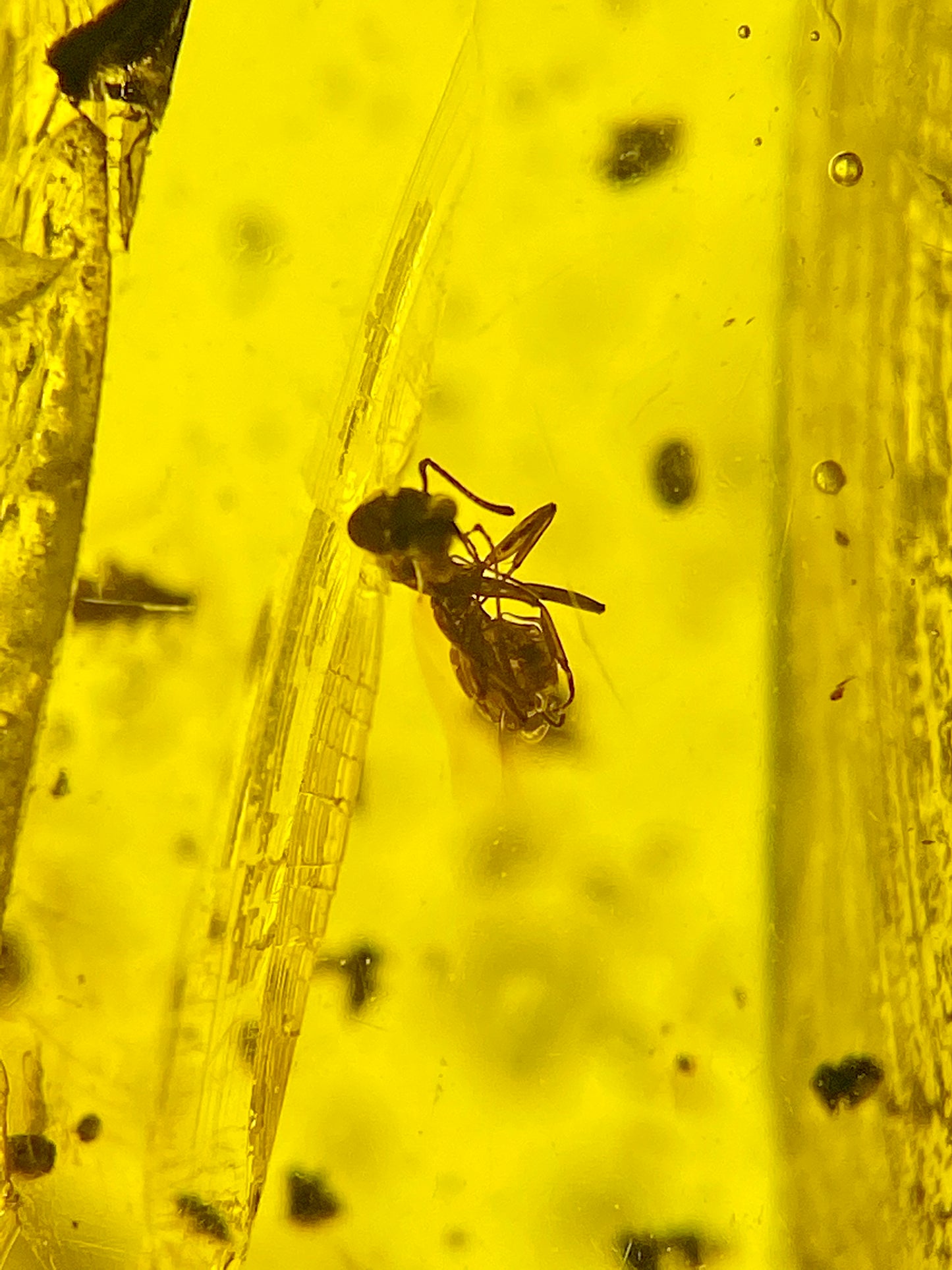 Ámbar Dominicano con Hemíptera