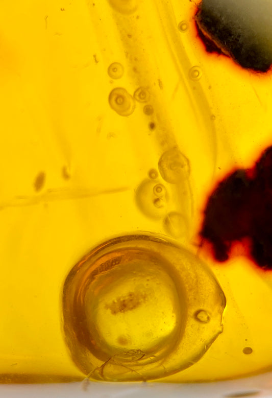 Ámbar Dominicano con Burbujas