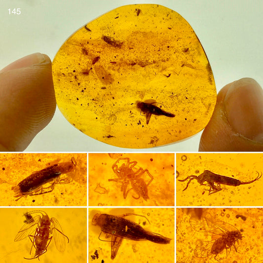 Ámbar Dominicano con Araña