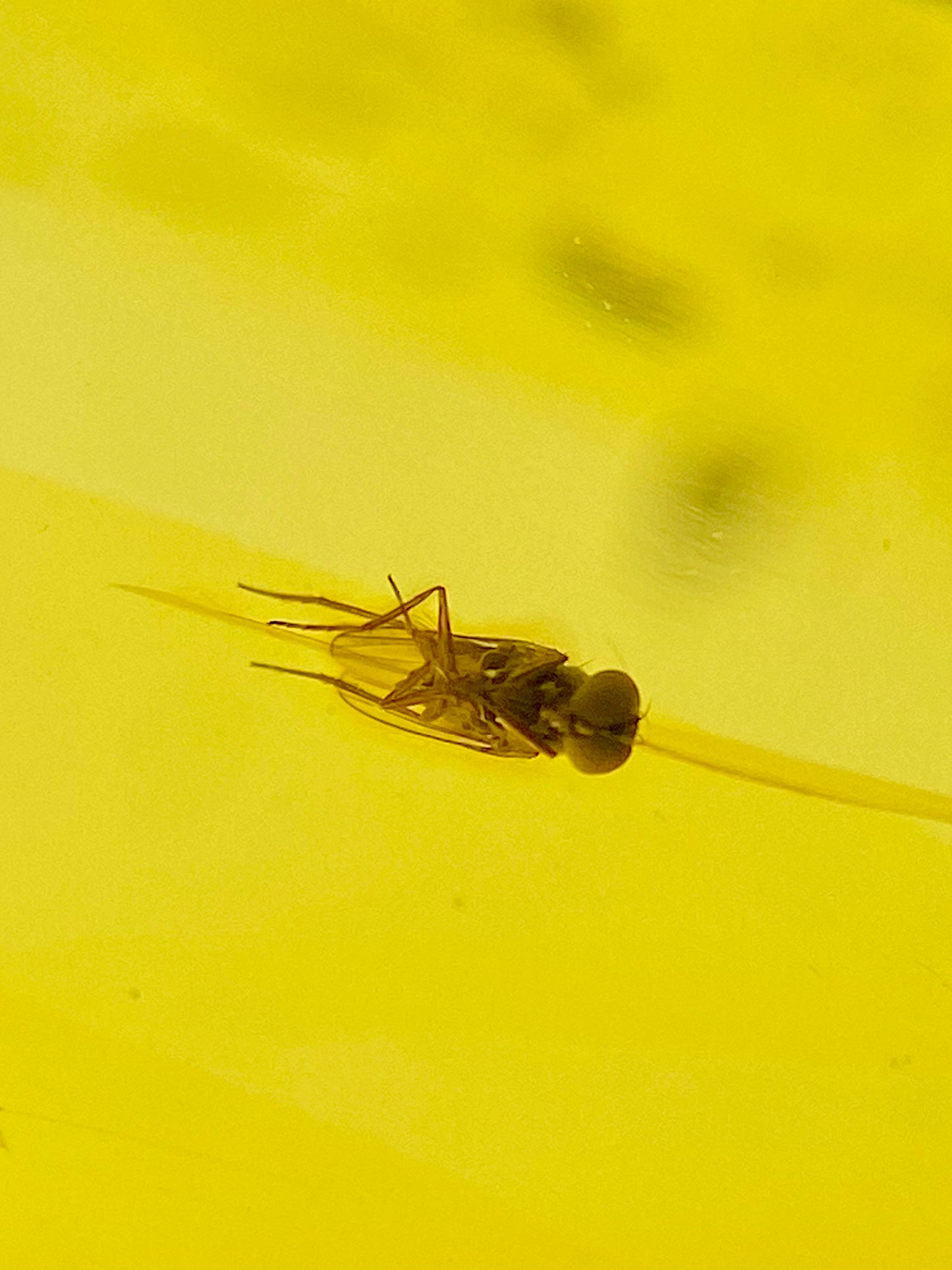 Ámbar Dominicano con Moscas y Mosquitos