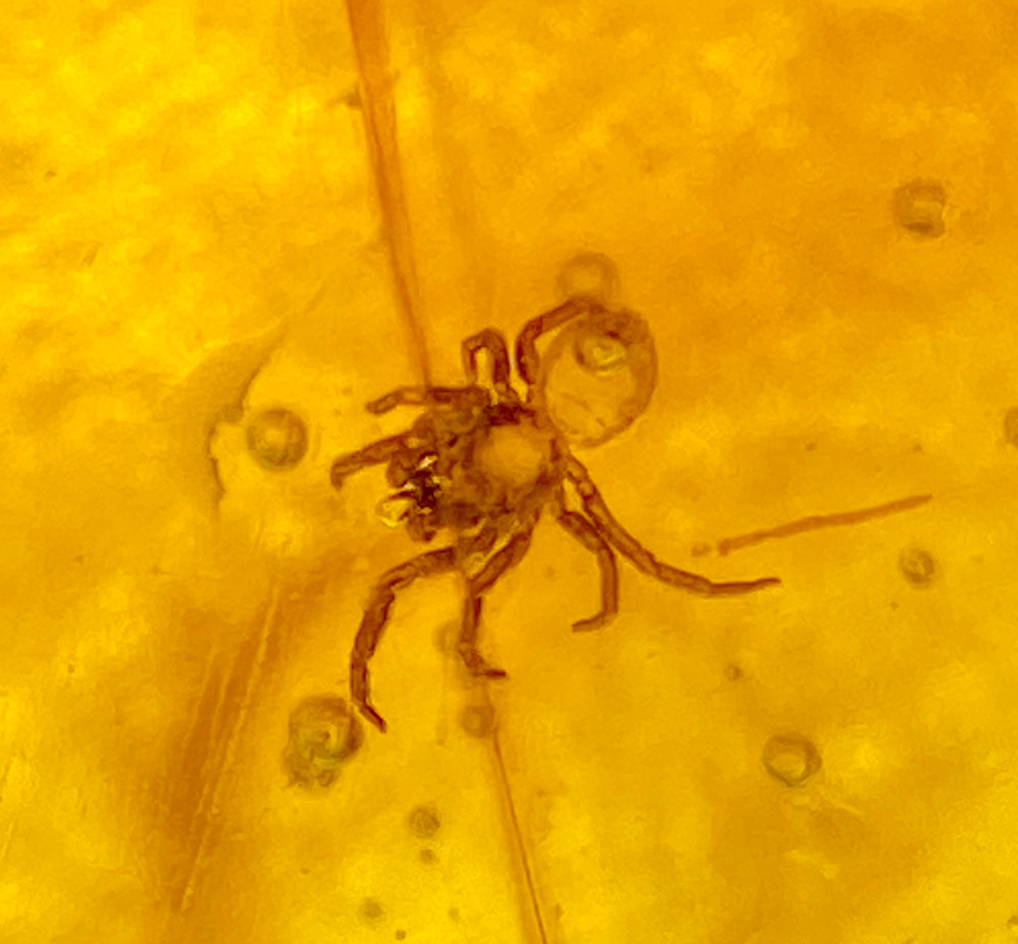 Ámbar Dominicano con Araña