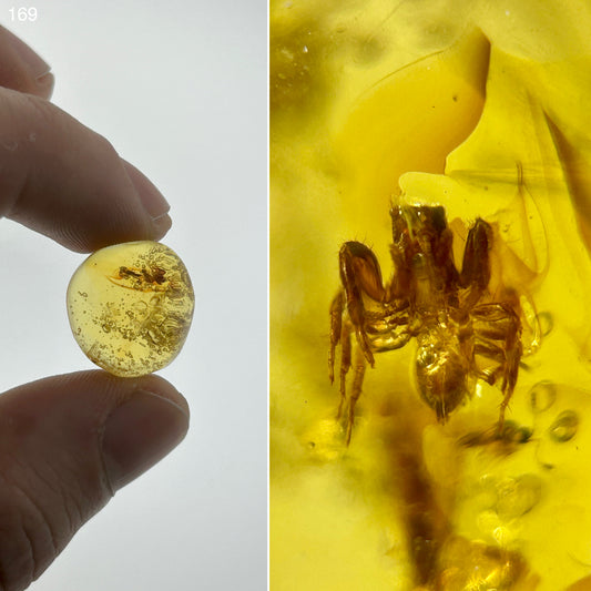 Ámbar Dominicano con Araña