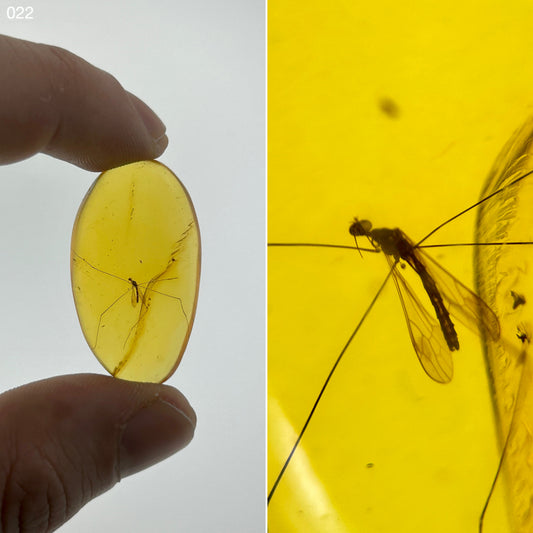 Ámbar Dominicano con Mosquito