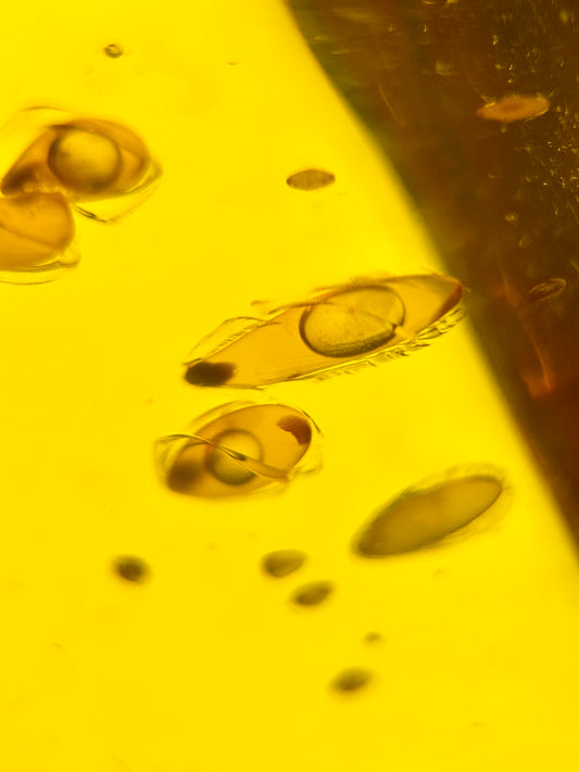 Ámbar Dominicano con Semillas