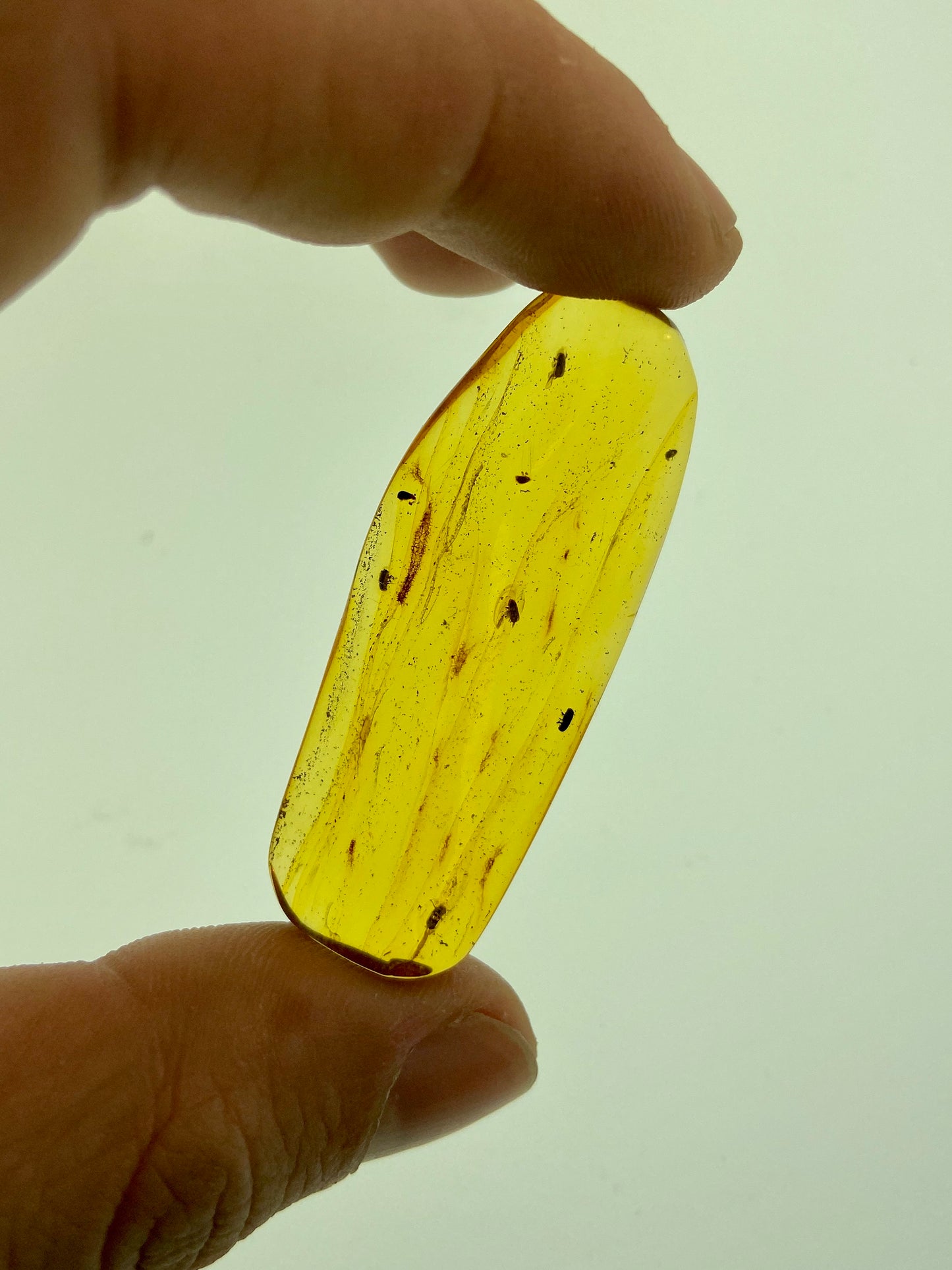 Ámbar Dominicano con Coleópteros