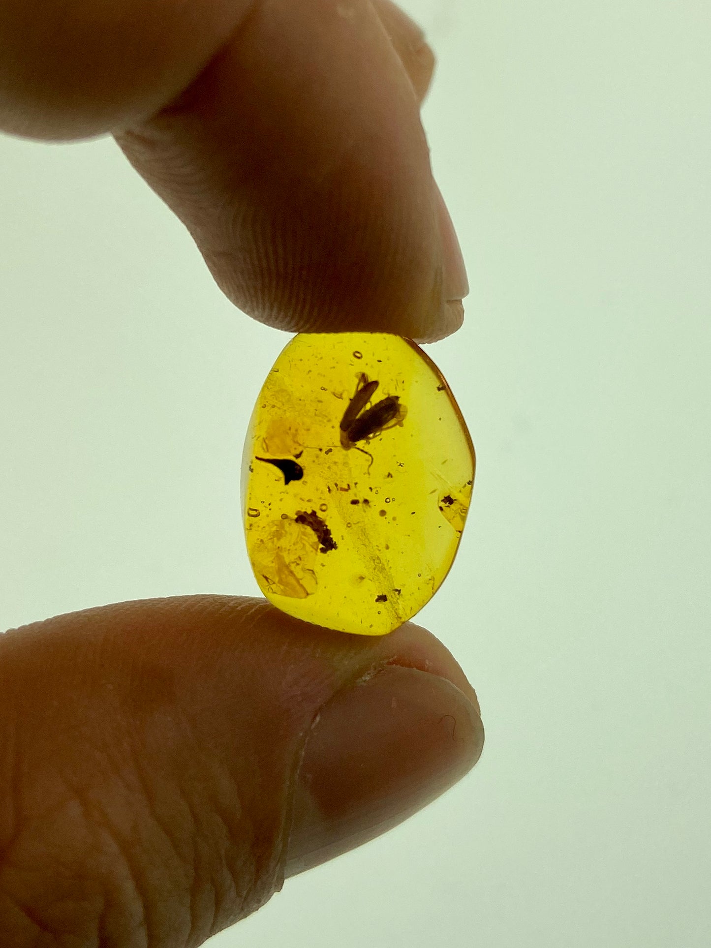 Ámbar Dominicano con Coleópteros