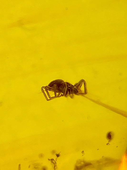 Ámbar Dominicano con Araña