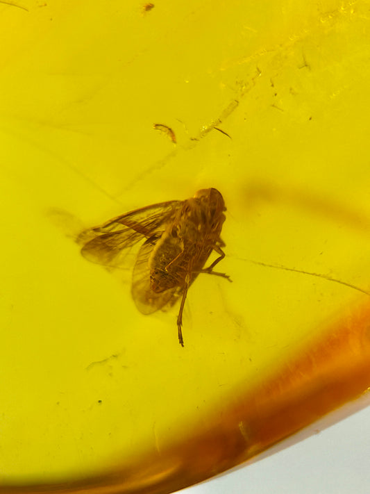 Ámbar Dominicano con Araña