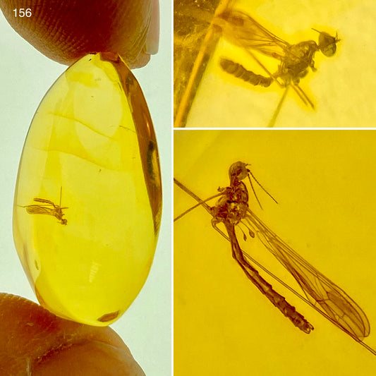 Ámbar Dominicano con Neuroptera