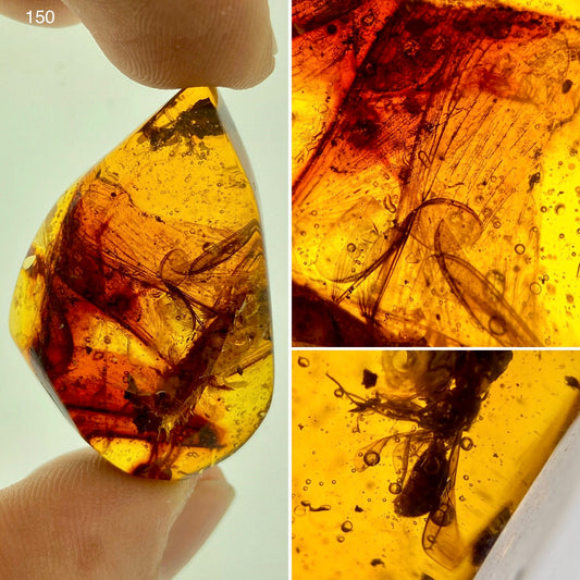 Ámbar Dominicano con Alas