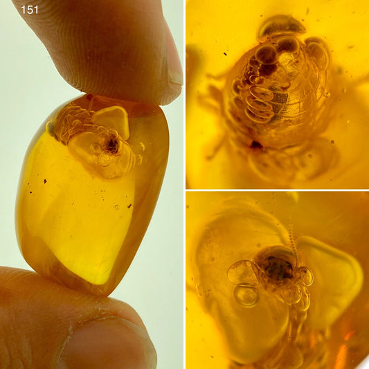 Ámbar Dominicano con Termita y Burbuja