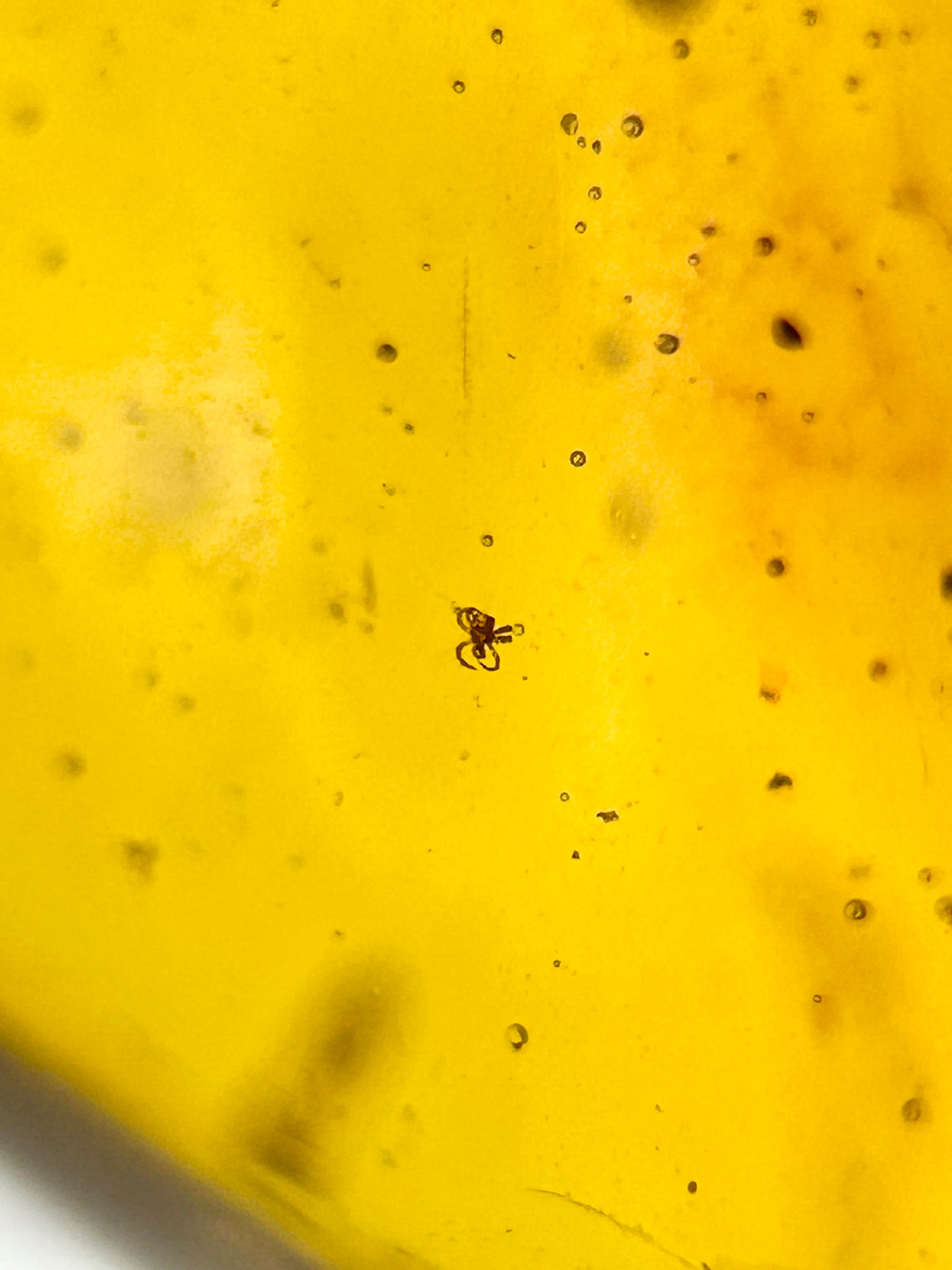 Ámbar Dominicano con Araña