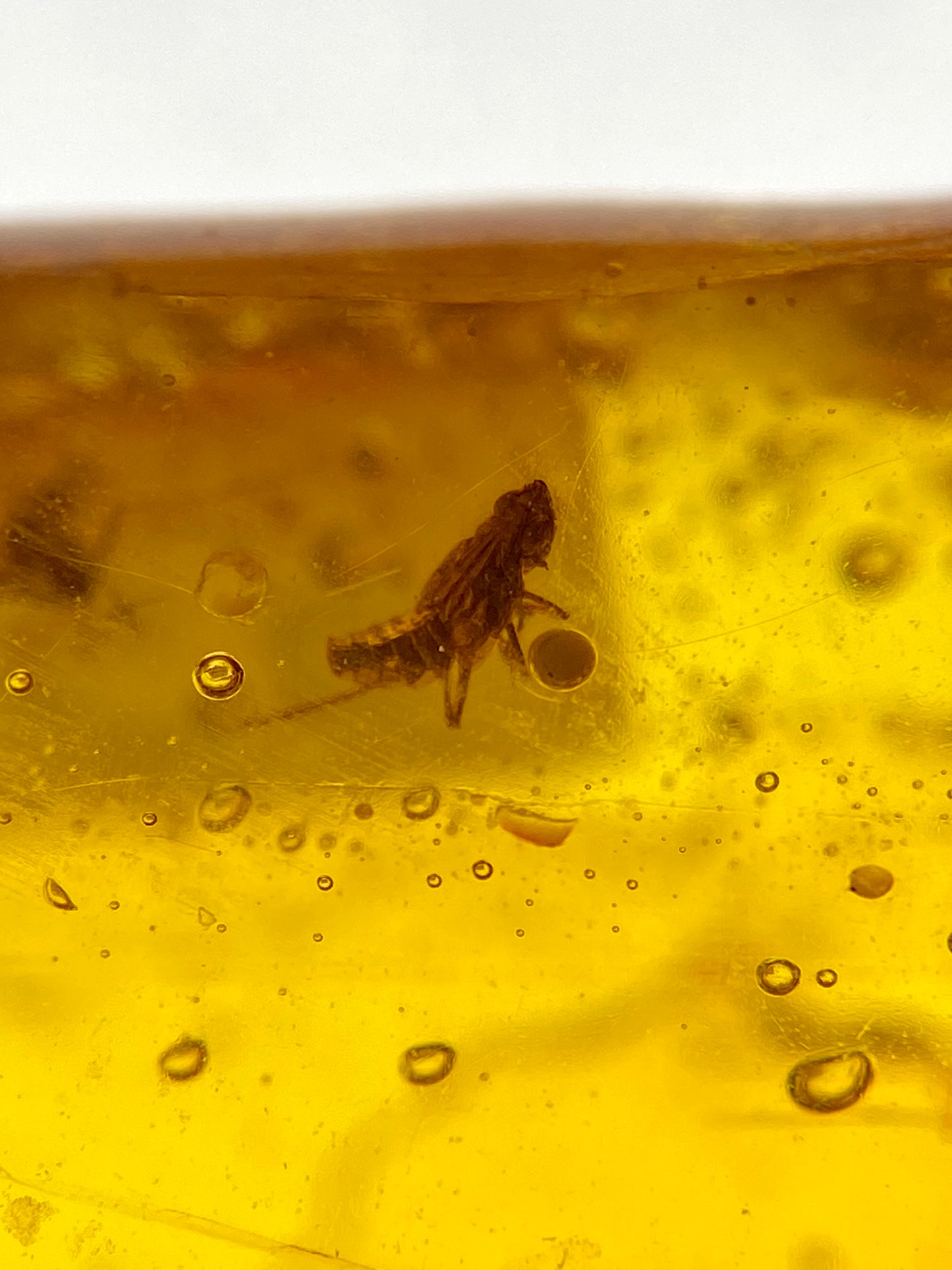 Ámbar Dominicano con Grillo