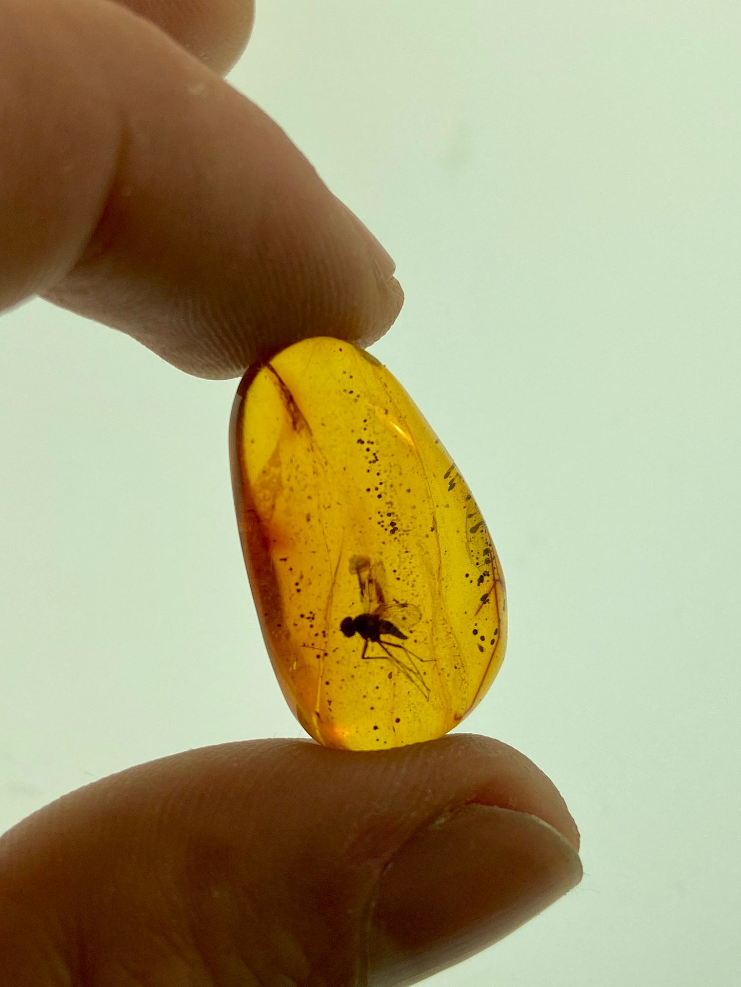 Ámbar Dominicano con Mosca