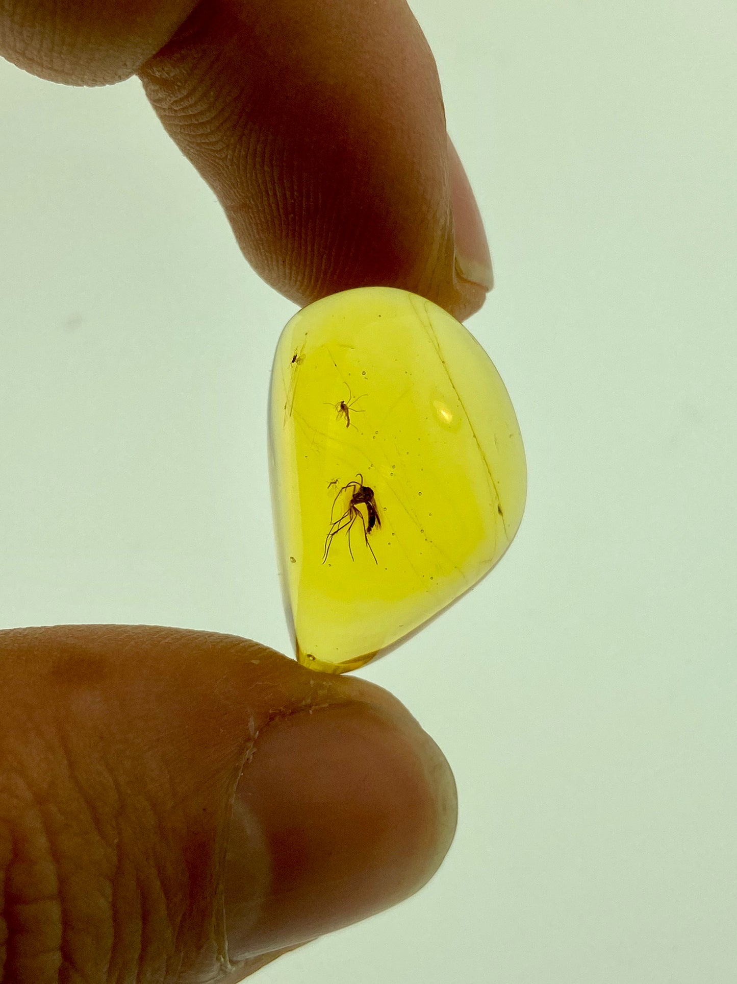 Ámbar Dominicano con Mosquitos