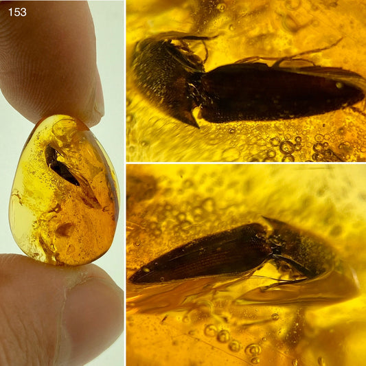 Ámbar Dominicano con Escarabajo