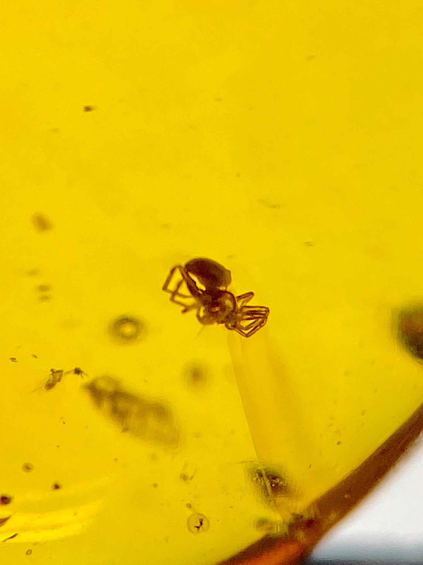 Ámbar Dominicano con Araña