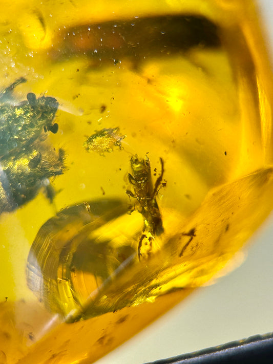 Ámbar Dominicano con Carcomas