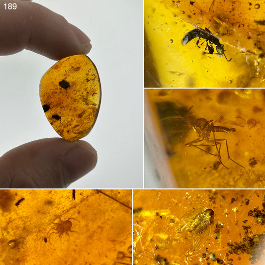 Ámbar Dominicano con Ácaro