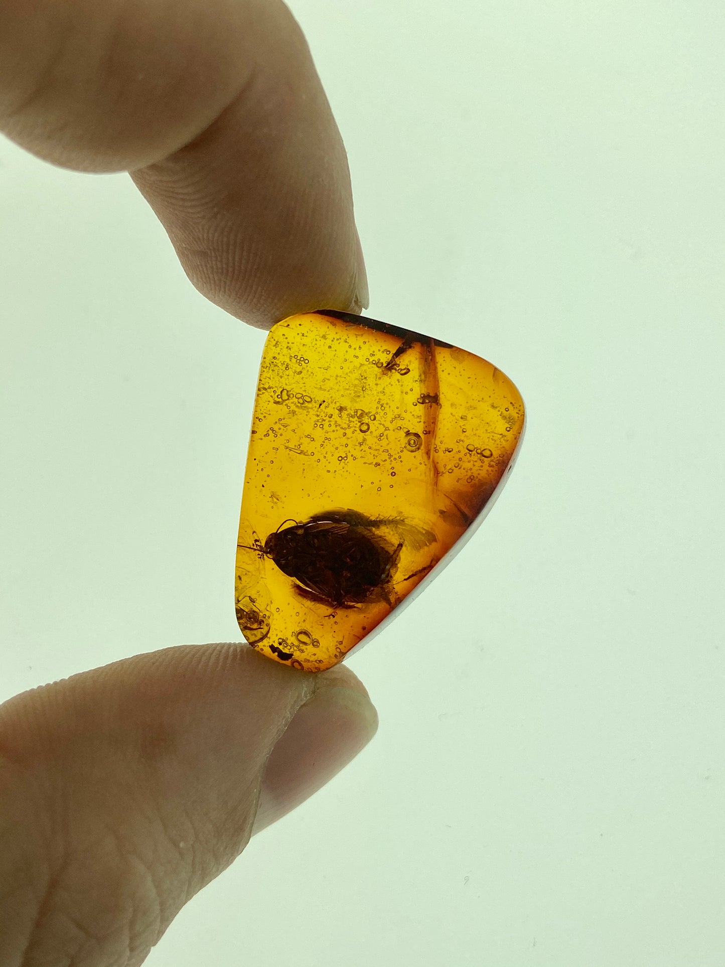 Ámbar Dominicano con Cucaracha