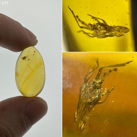 Ámbar Dominicano con Ninfa