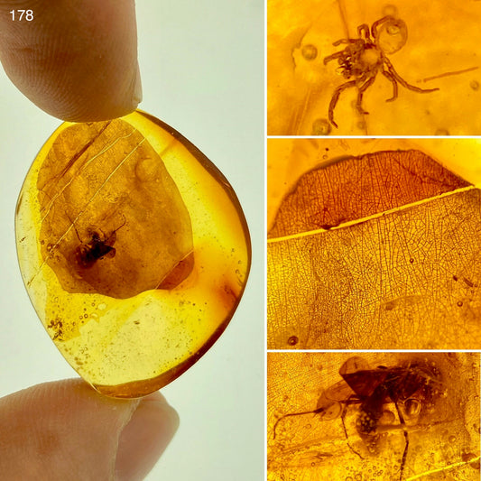 Ámbar Dominicano con Araña