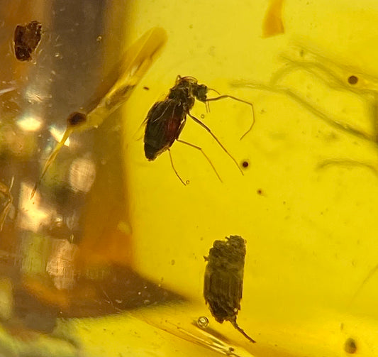 Ámbar Dominicano con Araña