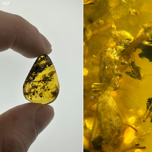 Ámbar Dominicano con Araña