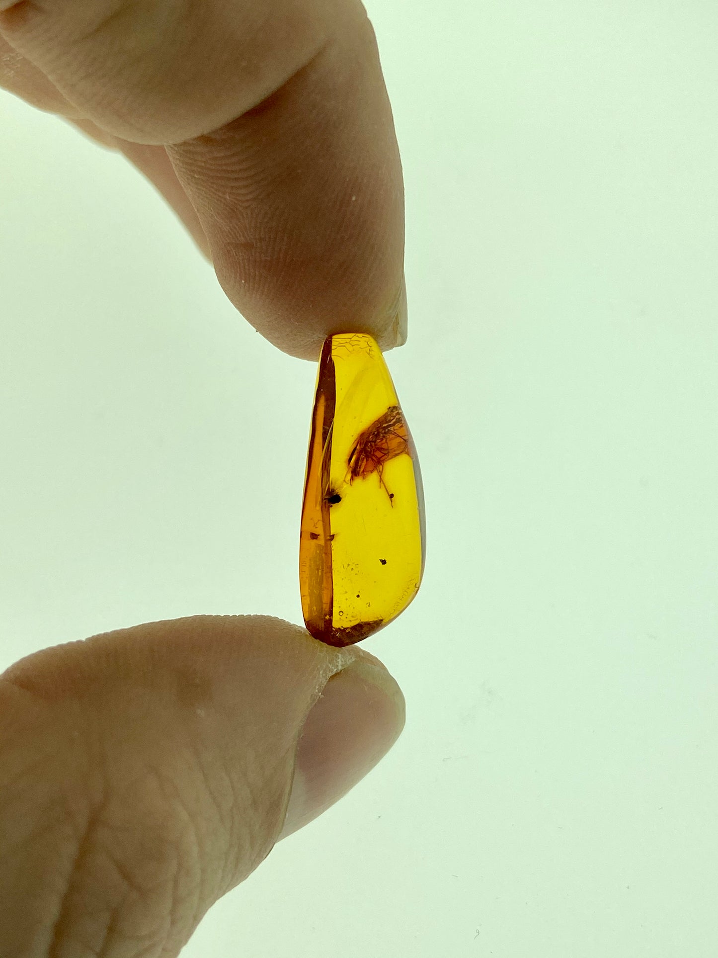 Ámbar Dominicano con Hemíptera