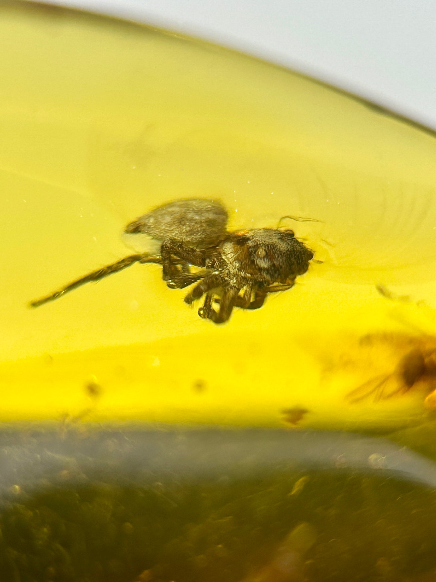 Ámbar Dominicano con Araña