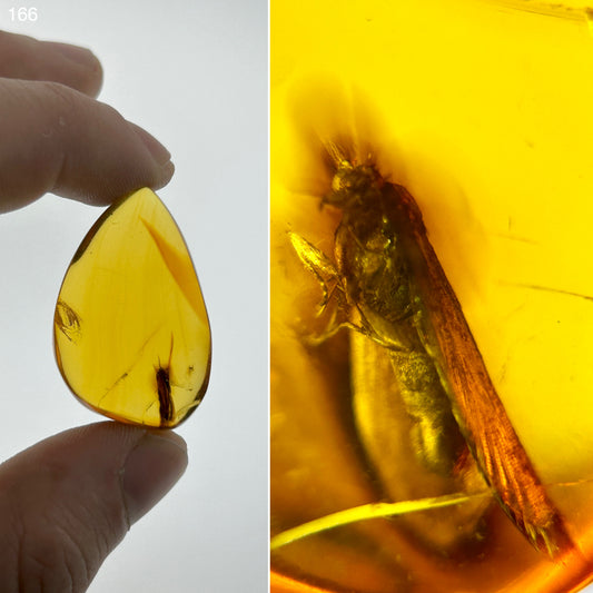 Ámbar Dominicano con Polilla